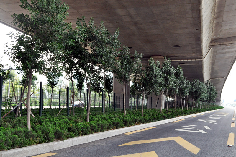 济南市二环西路地面道路及环境建设工程绿化工程施工五标段